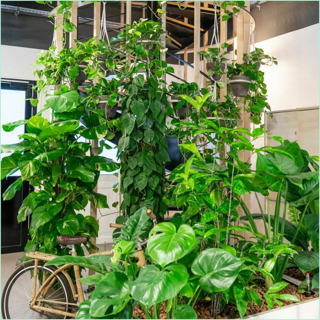 Des plantes vertes grimpantes avec un vélo vintage