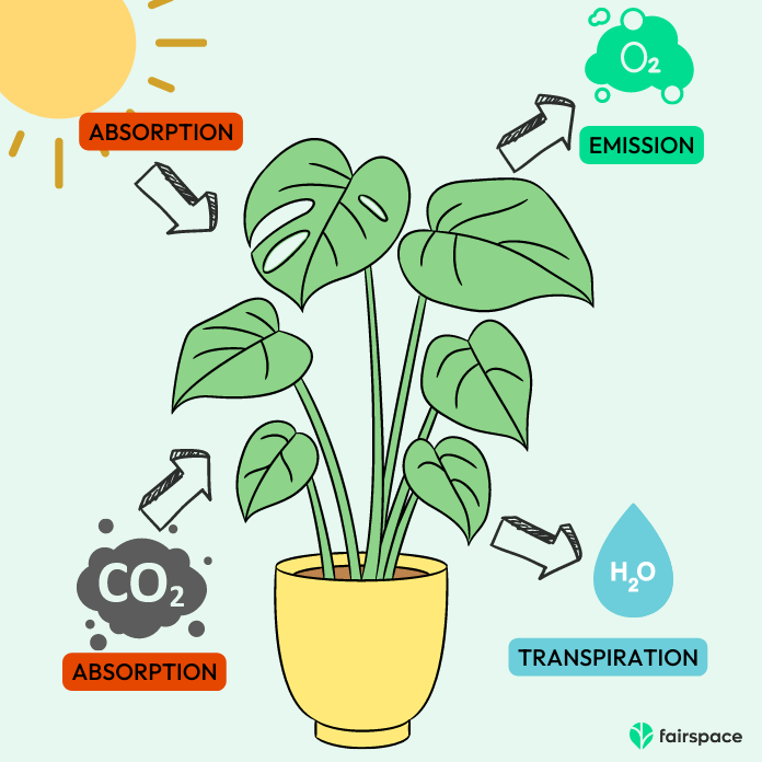 Schéma photosynthèse d'une plante au bureau