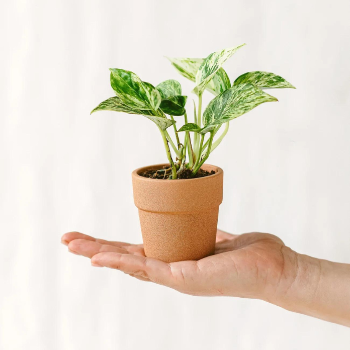 Petite plante Pothos tenue dans la main